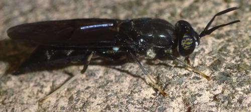 Hermetia illucens